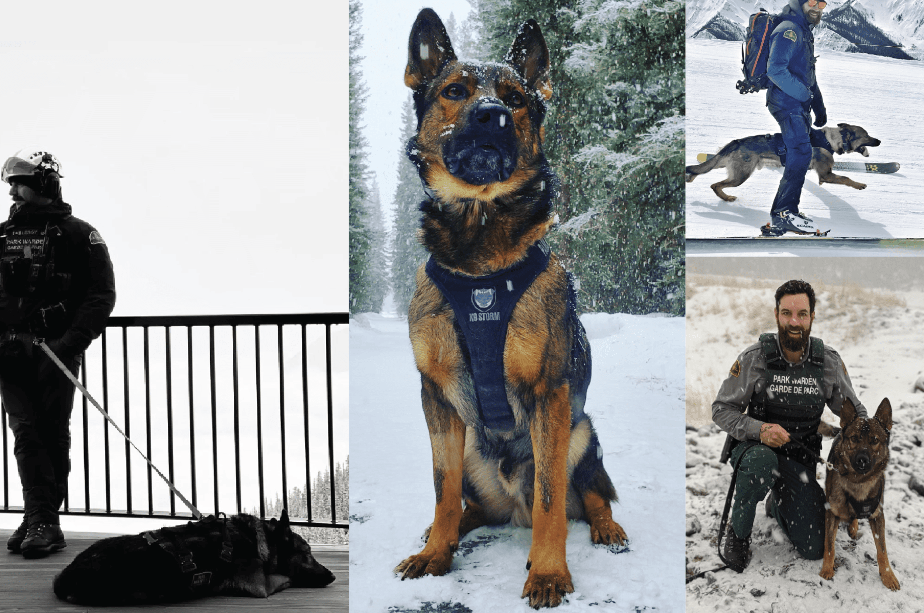 #PatrouilleDeParc 2.0 K9